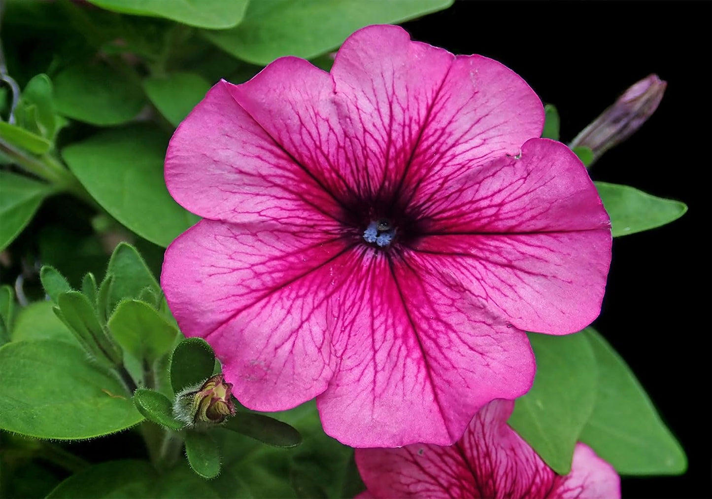 SHDASMIL 10X7ft Fabric Pink Petunia Flower Backdrop Magenta Bloom Garden Background Spring Floral Party Decorations