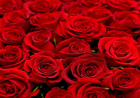SHDASMIL 8X8ft Bright Red Roses Close Up Backdrop Fresh Floral Bouquet Background for Valentines Day Wedding Party
